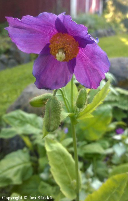 Meconopsis baileyi Hensol Violet sinivaleunikko
